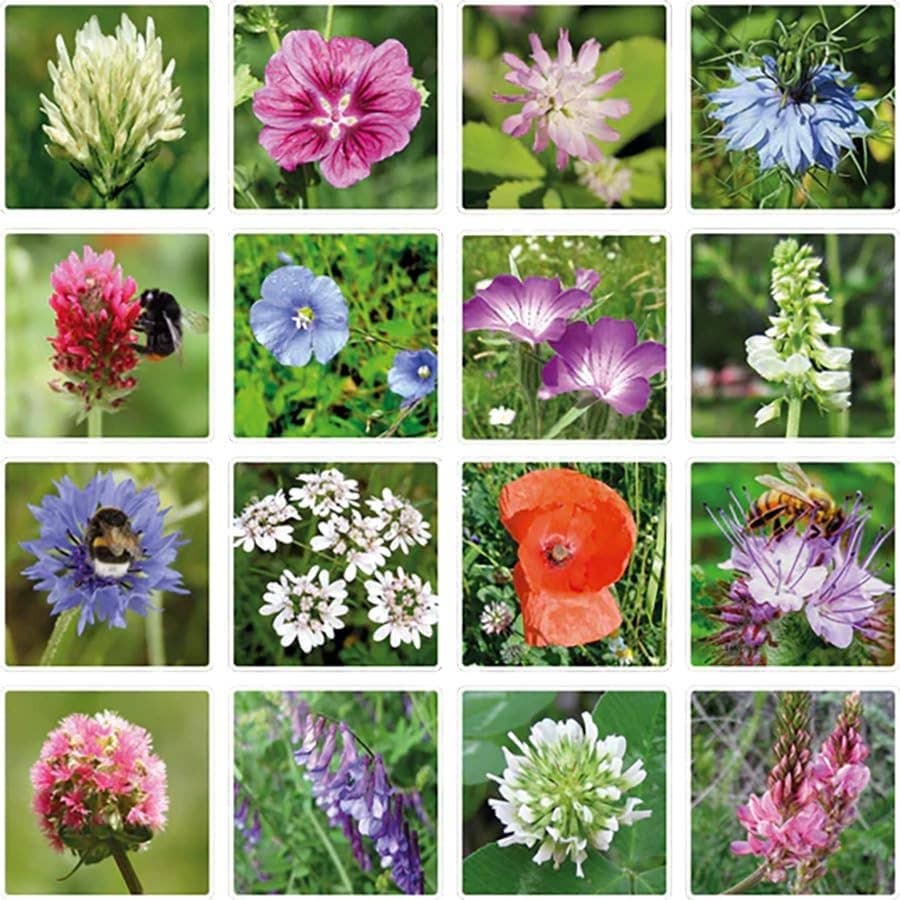 Small Dear Teacher Seed Bomb Box | Wildflower Balls