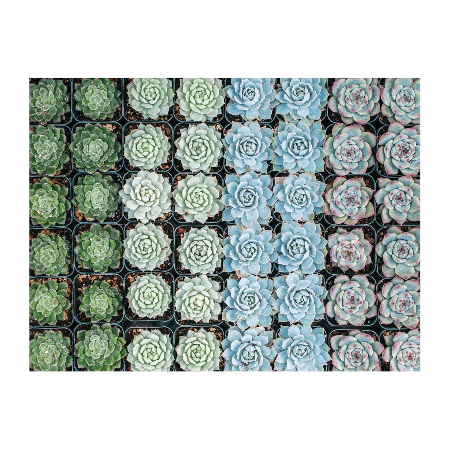 Succulent Garden 2-sided 500 Piece Puzzle
